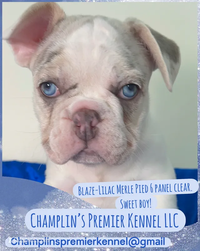 🔥AKC- Blue eyes Lilac Masked Tan Merle Pied. DNA 6 panel health clear. – French Bulldog puppy for sale in Statesville, NC