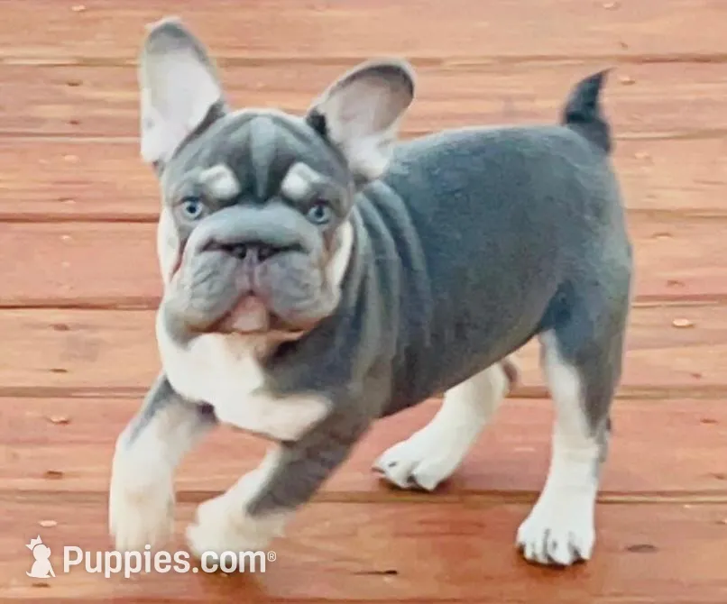 💖Reduced Lilac Tan points! 6 panel health clear, a female French Bulldog for sale in Statesville, NC – Photo 7 of 10