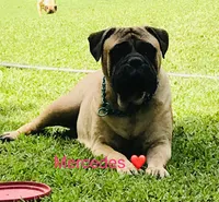 Spayed pet home indoor!, a female Bullmastiff for sale in Statesville, NC – Photo 1 of 3