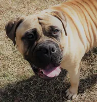 Spayed pet home indoor!, a female Bullmastiff for sale in Statesville, NC – Photo 3 of 3