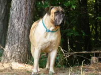 Spayed pet home indoor!, a female Bullmastiff for sale in Statesville, NC – Photo 2 of 3