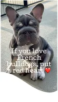 Elsa Lilac Tan 6 panel clear , a female French Bulldog for sale in Statesville, NC – 1 of 1
