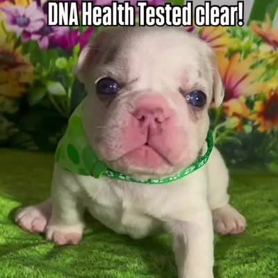 🔥 AKC-rare Lilac Tan Merle Husky Panda Pied DNA health clear, a male French Bulldog for sale in Statesville, NC – 2 of 5