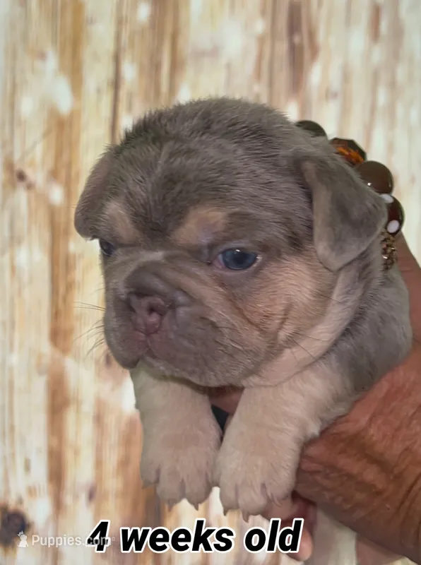 Tiny Structure AKC lilac tan 6 panel clear – French Bulldog puppy for sale in Statesville, NC