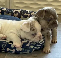 Blaze Lilac Merle DNA health clear, a male French Bulldog for sale in Statesville, NC – 3 of 6