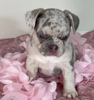 AKC-Bella Lilac Merle DNA health clear, a female French Bulldog for sale in Statesville, NC – 3 of 7