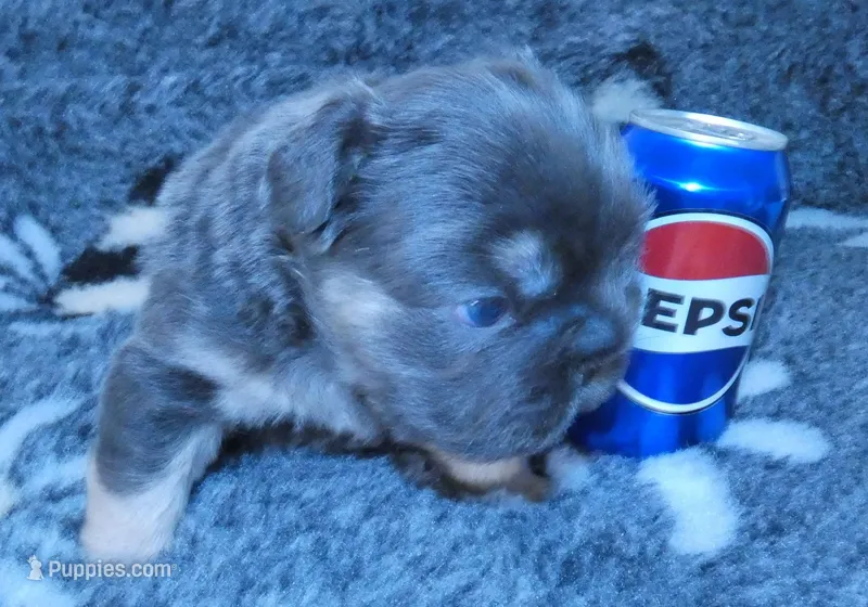 💙Quality-AKC- FLUFFY l1/l4 -BIG ROPE BLUE & Tan 