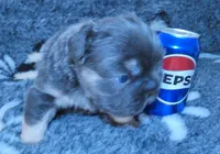 💙Micro-AKC- FLUFFY l1/l4 -BIG ROPE BLUE & Tan , a male French Bulldog for sale in Statesville, NC – Photo 3 of 7