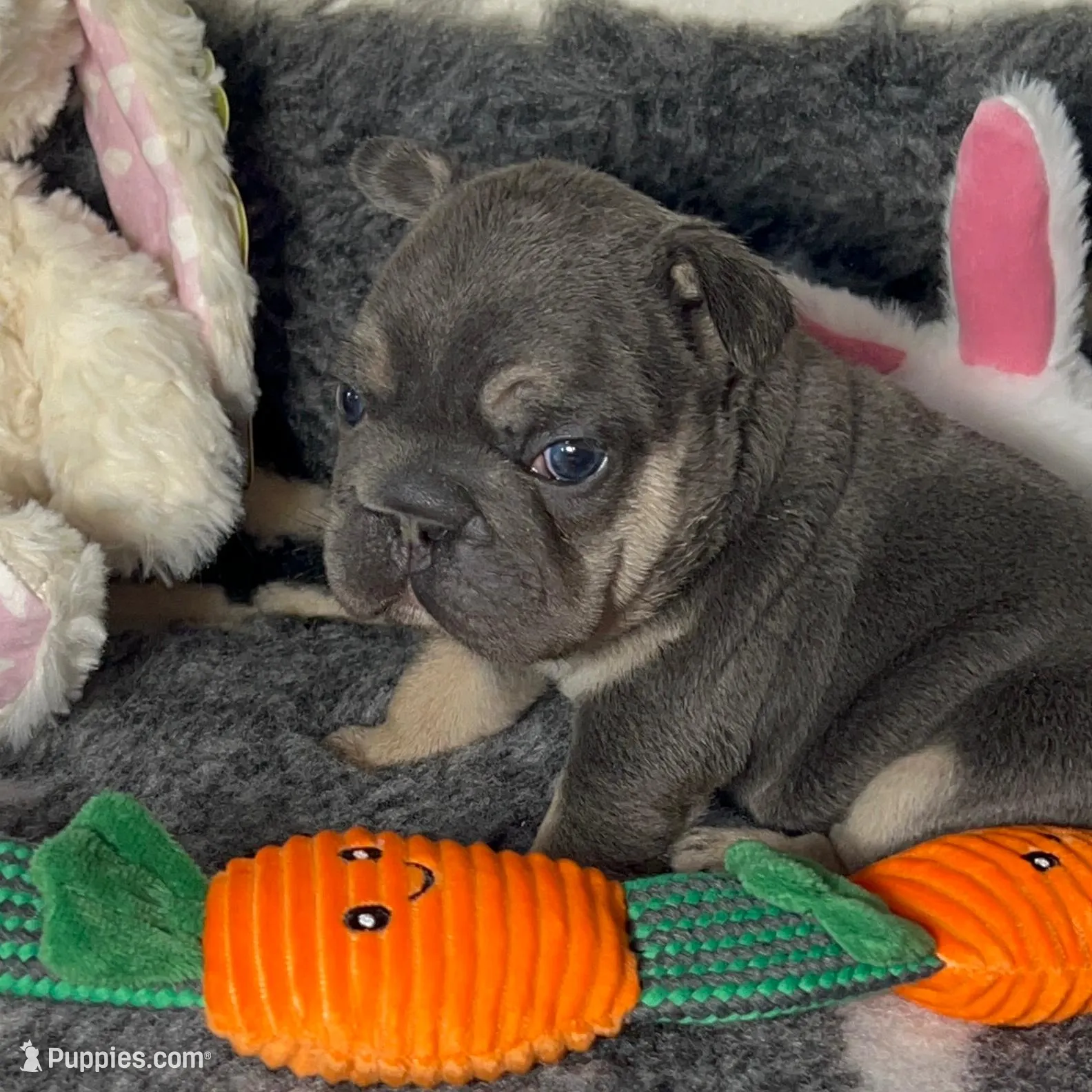 💖Micro! Tiny Cocoa Blue and Tan intensity. DNA 6 panel clear, a female French Bulldog for sale in Statesville, NC – Photo 8 of 8