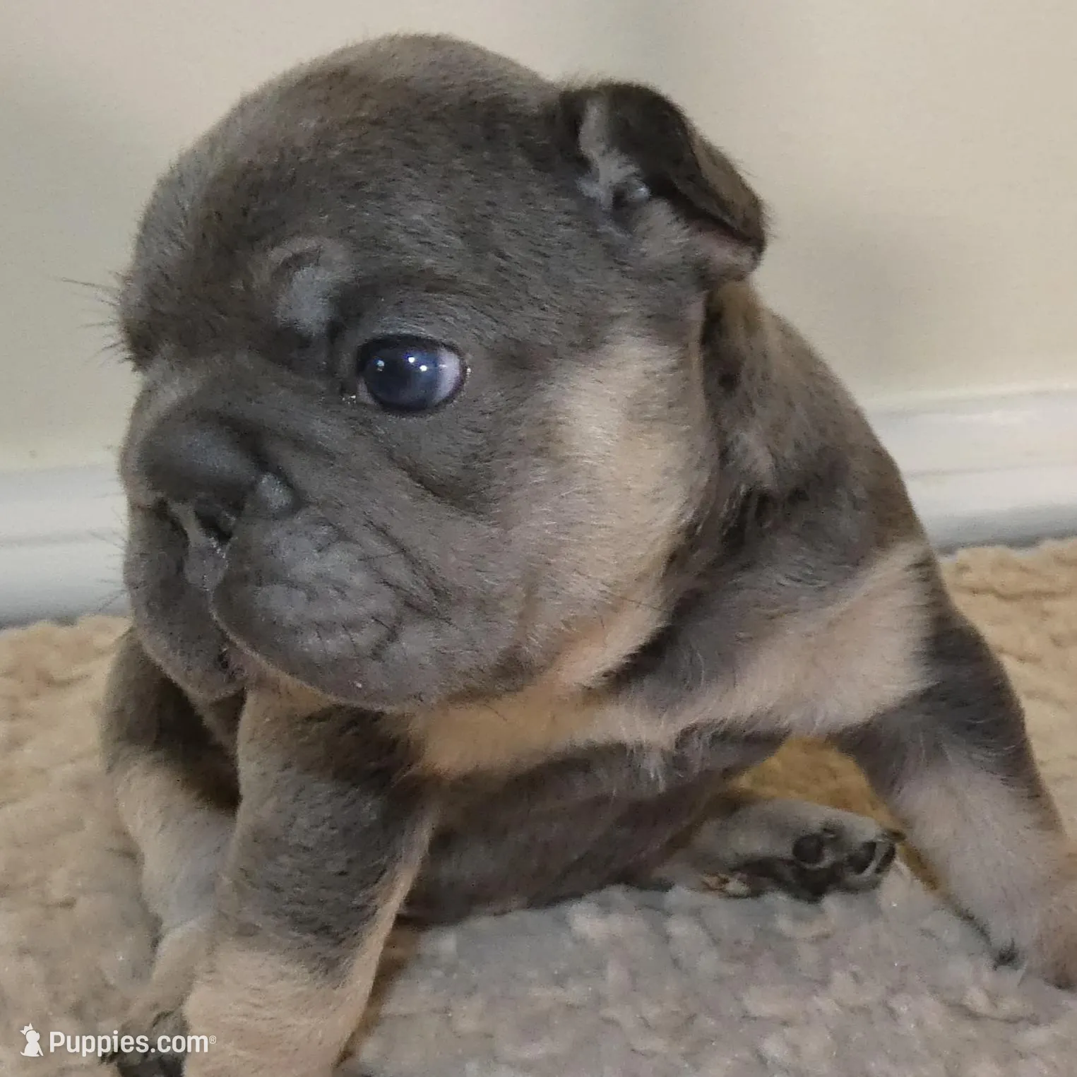 Quality! Big Rope Tiny Cocoa Blue and Tan intensity. DNA 6 panel clear