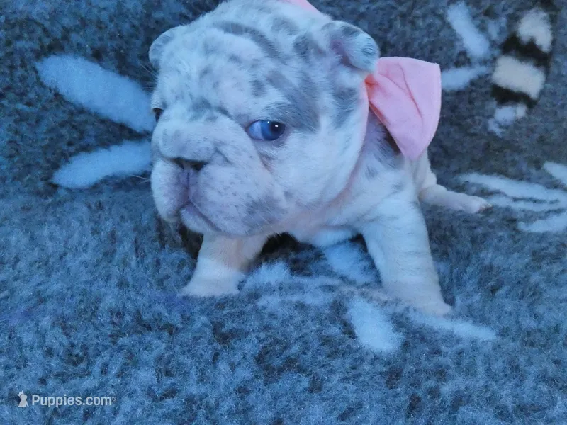 Quality-AKC-Crystal-Lilac Merle Big Rope DNA 6 Panel clear