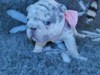 💝Quality-AKC-Crystal-Lilac Merle Tan intensity 6 Panel health clear, a female French Bulldog for sale in Statesville, NC – Photo 1 of 8