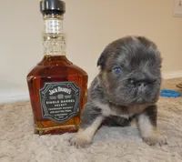 💙Micro-AKC- FLUFFY l1/l4 -BIG ROPE BLUE & Tan , a male French Bulldog for sale in Statesville, NC – Photo 4 of 7