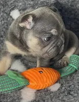 💖Micro! Tiny Cocoa Blue and Tan intensity. DNA 6 panel clear, a female French Bulldog for sale in Statesville, NC – Photo 2 of 8