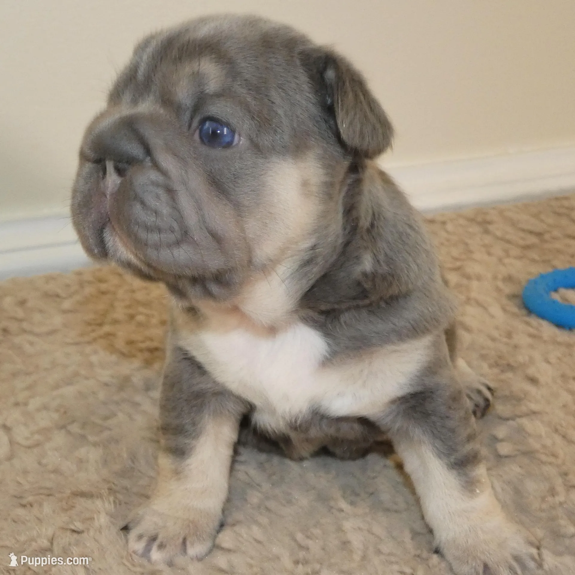 Quality-AKC- Elsa Lilac and Tan Intensity. DNA 6 panel health clear. 