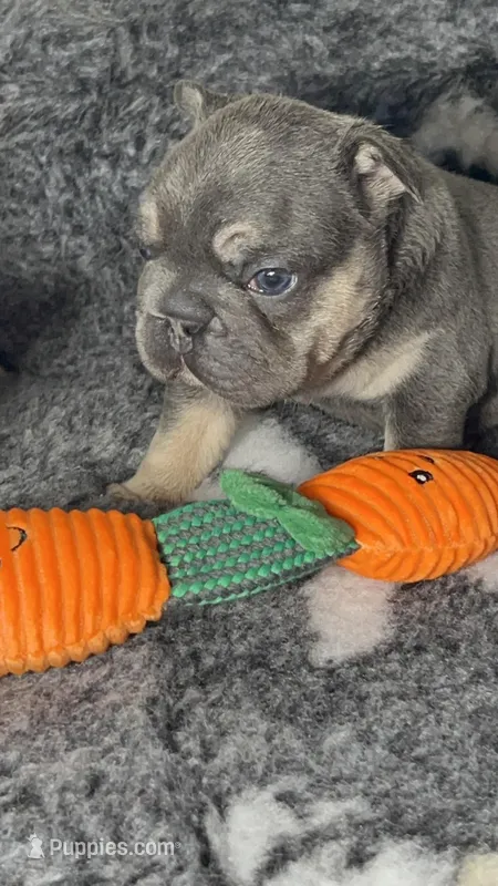 💖Micro! Tiny Cocoa Blue and Tan intensity. DNA 6 panel clear, a female French Bulldog for sale in Statesville, NC – Photo 1 of 8