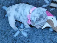 💝Quality-AKC-Crystal-Lilac Merle Tan intensity 6 Panel health clear, a female French Bulldog for sale in Statesville, NC – Photo 3 of 8