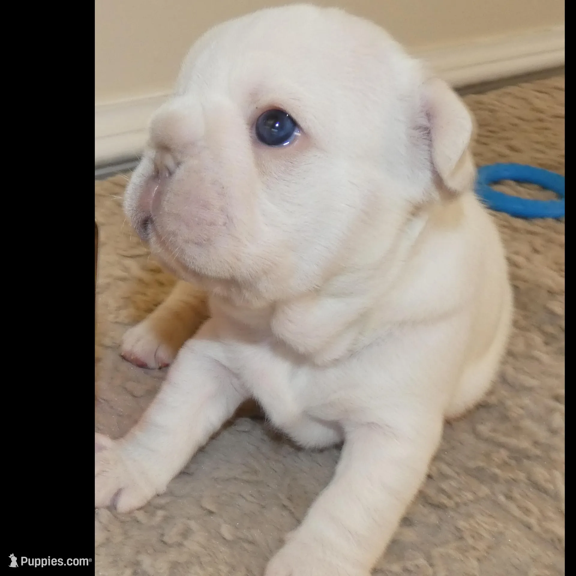 Quality Lilac Platinum Big Rope intensity carries fluffy 6 panel clear