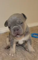 Quality! AKC  🐾 Lilac/Tan 5 panel clear.  , a male French Bulldog for sale in Statesville, NC – Photo 3 of 7