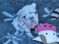 💝Quality-AKC-Crystal-Lilac Merle Tan intensity 6 Panel health clear, a female French Bulldog for sale in Statesville, NC – Photo 2 of 8