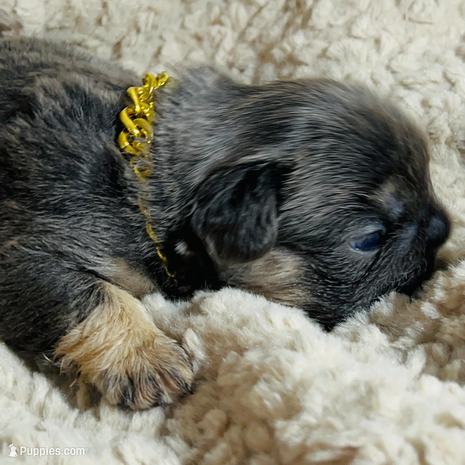 💙Quality-AKC- FLUFFY l1/l4 -BIG ROPE BLUE & Tan 