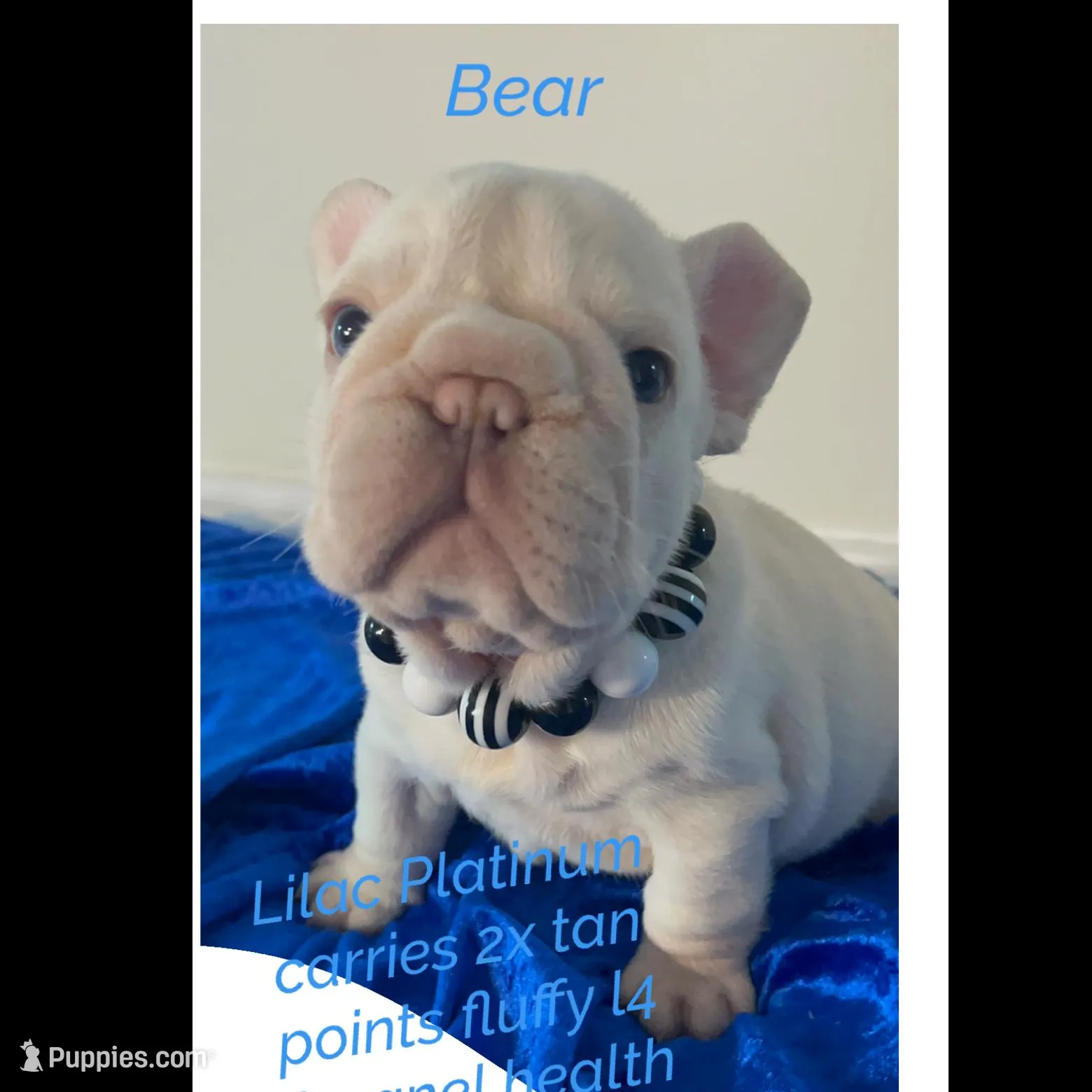 Quality Bear-Platinum Lilac Intensity Big Rope 6 panel health clear  – French Bulldog puppy for sale in Statesville, NC