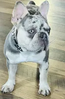 Lilac Merle DNA health tested clear , a male French Bulldog for sale in Statesville, NC – 1 of 4