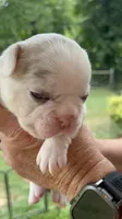 Quality AKC-Tiny Lilac husky Masked Tan Merle pied DNA health clear, a male French Bulldog for sale in Statesville, NC – 2 of 8