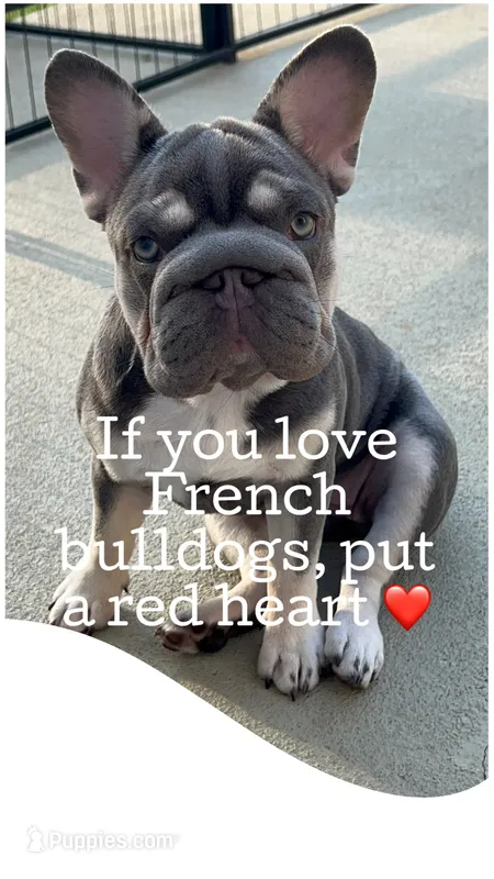 Reduced! Trained-Loving Pet home for this special girl – French Bulldog puppy for sale in Statesville, NC