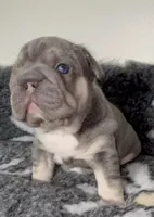 Quality Lilac Tan points big rope blue eyes 6 panel health clear, a female French Bulldog for sale in Statesville, NC – Photo 4 of 5