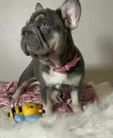 Quality Lilac Tan points big rope blue eyes 6 panel health clear, a female French Bulldog for sale in Statesville, NC – Photo 1 of 5