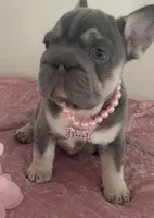 Quality Lilac Tan points big rope blue eyes 6 panel health clear, a female French Bulldog for sale in Statesville, NC – Photo 2 of 5