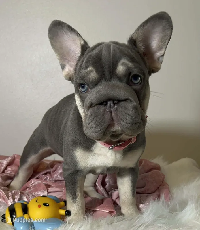 Quality Lilac Tan points big rope blue eyes 6 panel health clear – French Bulldog puppy for sale in Statesville, NC