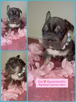 Quality Lilac Tan points big rope blue eyes 6 panel health clear, a female French Bulldog for sale in Statesville, NC – Photo 3 of 5
