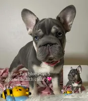 Quality Lilac Tan points big rope blue eyes 6 panel health clear, a female French Bulldog for sale in Statesville, NC – Photo 1 of 7