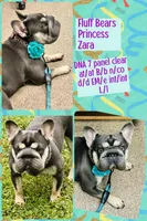 Quality Lilac Tan points big rope blue eyes 6 panel health clear, a female French Bulldog for sale in Statesville, NC – Photo 5 of 5