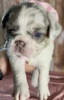 💝Bianca Fluffy Lilac Merle Husky DNA panel health clear, a female French Bulldog for sale in Statesville, NC – 5 of 7