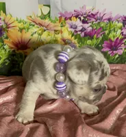 Tiny Bella-Lilac Merle Tan Point DNA panel health clear, a female French Bulldog for sale in Statesville, NC – 2 of 5