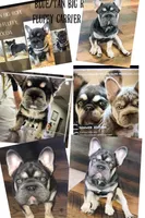 Elsa Lilac Tan Point DNA 6 panel clear pet home, a female French Bulldog for sale in Statesville, NC – 4 of 4