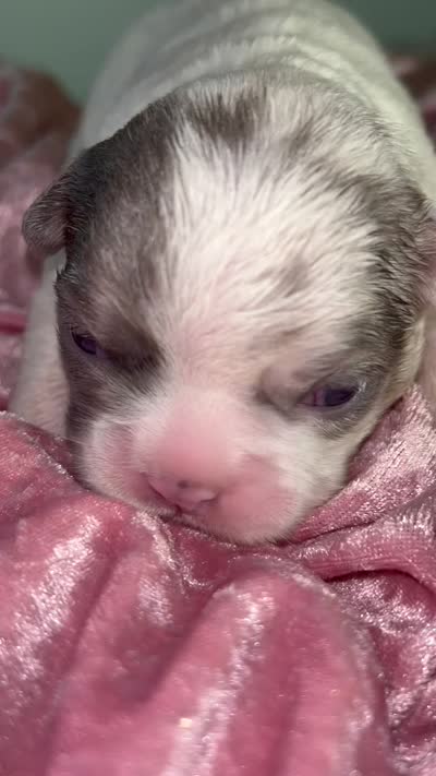 Quality AKC Fluffy Lilac Merle panda DNA health clear, a female French Bulldog for sale in Statesville, NC – 6 of 7