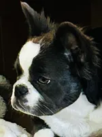 AKC Fluffy Black Trindle Husky Rope Co+. DNA 6 panel clear, a female French Bulldog for sale in Statesville, NC – 1 of 6
