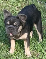 💙Calm Sweet Neutered Trained AKC Fluffy Blue Tan DNA Health clear, a male French Bulldog for sale in Statesville, NC – 2 of 7