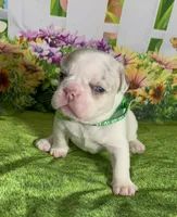 🔥 AKC-rare Lilac Tan Merle Husky Panda Pied DNA health clear, a male French Bulldog for sale in Statesville, NC – 5 of 5