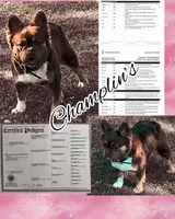 AKC Fluffy Rojo trained DNA health tested , a female French Bulldog for sale in Statesville, NC – 1 of 3