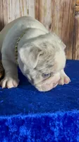 🍫-AKC Lilac Masked Tan Point Merle Pied. DNA 6 panel health clear, a male French Bulldog for sale in Statesville, NC – 3 of 5