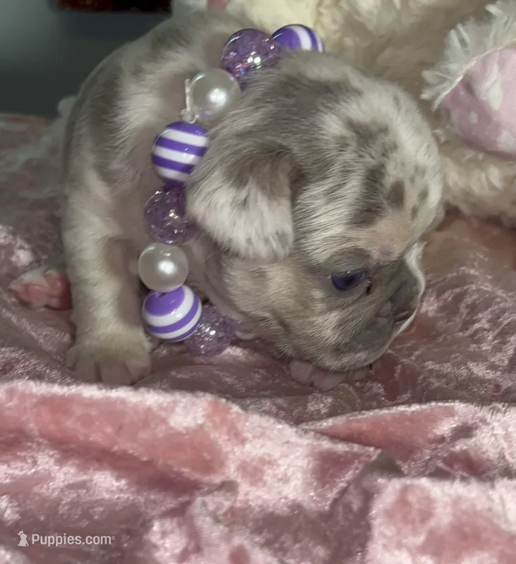 Quality AKC Tiny Lilac Merle Carrier: Rojo, Fluffy DNA health clear – French Bulldog puppy for sale in Statesville, NC