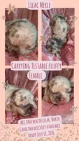 AKC Tiny Lilac Merle Tan Points  DNA health clear, a female French Bulldog for sale in Statesville, NC – 2 of 6