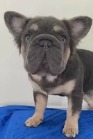 Quality! AKC Fluffy Blue & Tan DNA panel health clear , a male French Bulldog for sale in Statesville, NC – 4 of 9