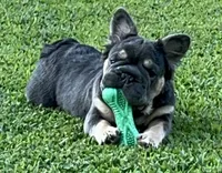 Trained Quality Fluffy Blue Tan point DNA panel health cleared , a male French Bulldog for sale in Statesville, NC – 2 of 4