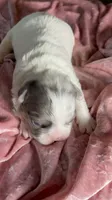 Quality AKC Fluffy Lilac Merle panda DNA health clear, a female French Bulldog for sale in Statesville, NC – 4 of 7